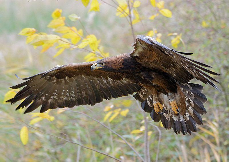 Artenschutz Fur Greifvogel In Thuringen Pfleglinge Unserer Falknerei