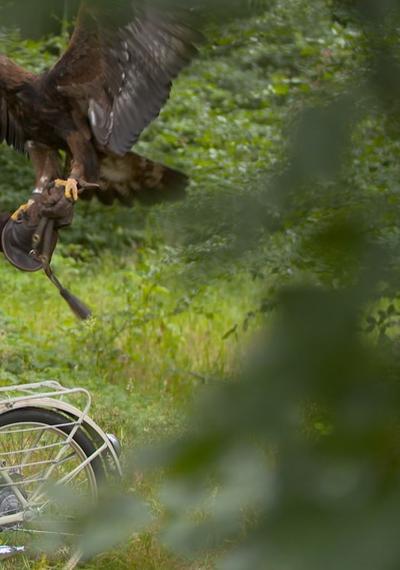 Falknerin Lisa Schubach mit Steinadler Berry und einer Simson SR1 Copyright DOKFilm/MDR