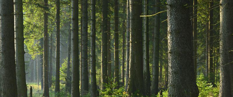Wald - Waldboden - Baumstämme
