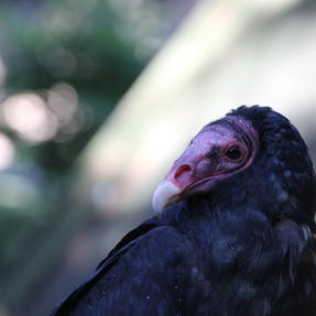 Truthahngeier Trudy Foto: Lisa Schubach