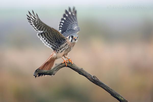 Falknerei am Rennsteig - Buntfalke