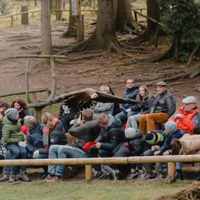 Gänsegeier Kreta während der Flugshow Falknerei am Rennsteig Foto: Jassi Schweitzer