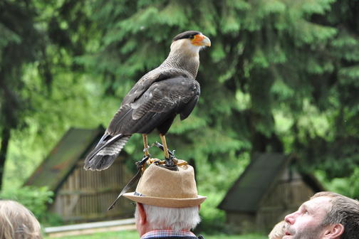 Flugshow der Falknerei am Rennsteig