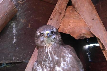 Mäusebussard auf Ast sitzend