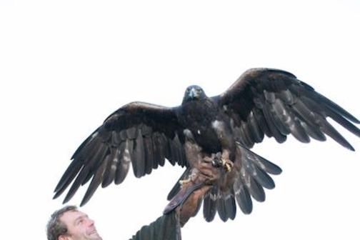 Flugshow der Falknerei am Rennsteig