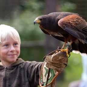 Kleiner Junge mit Greifen auf dem Arm