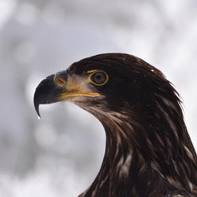 Weißkopfseeadler Mr. Jones im Jugendkleid Foto: Lisa Schubach