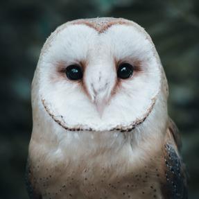 Schleiereule Pelli Foto: Jassi Schweitzer