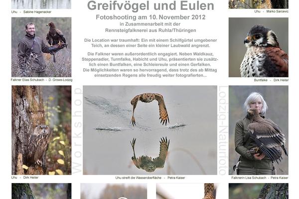 Bildergalerie: verschiedene Greifvögel und Eulen