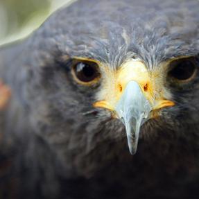 Wüstenbussard Bolek