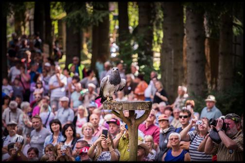 Flugshow der Falknerei am Rennsteig