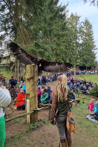 Falknerin, Flugshow, Falknerei am Rennsteig, Stellenausschreibung