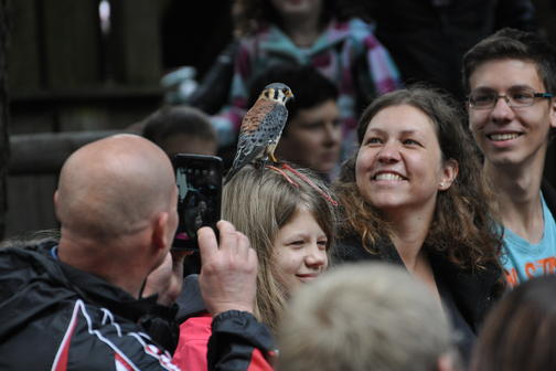 Flugshow der Falknerei am Rennsteig