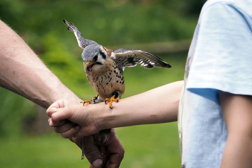 Flugshow der Falknerei am Rennsteig