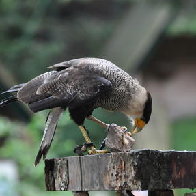 Schopfkarakara Punky während der Flugshow