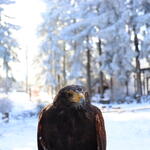Wüstenbussard Bolek im Schnee