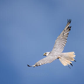 Gerfalke Bim Foto: Daniel