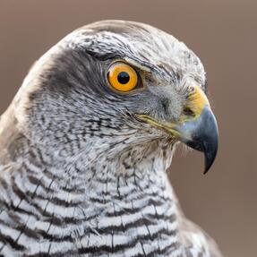 Europäischer Habicht