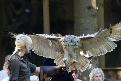 Flugshow der Falknerei am Rennsteig
