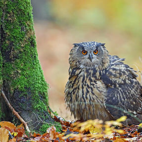 Europäischer Uhu Paula Foto: Günther Backsch