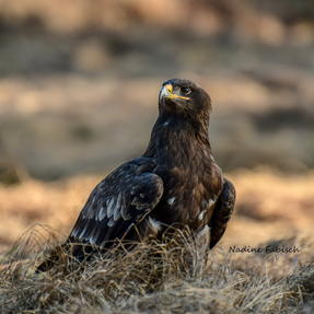 Steppenadler Igor Foto: Nadine Fabisch Fotoworkshop Lodzig Naturfoto