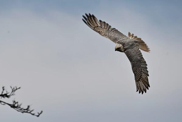 Gerfalke Bim Foto:Manik-Fotografie