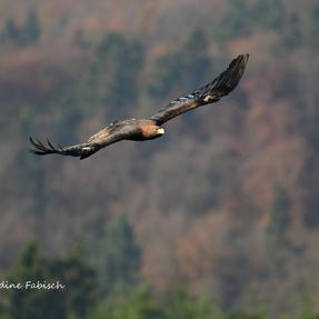 Steinadler Berry Foto: Nadine Fabisch Fotoworkshop Lodzig Naturfoto