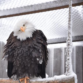 Weißkopfseeadler Maggie im Winter Foto: Lisa Schubach