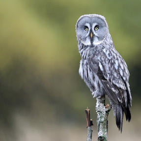 Bartkauz Strixi Foto: Günther Backsch Fotoworkshop mit Lodzig Naturfoto