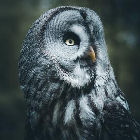 Bartkauz Strixi Foto: Jassi Schweitzer