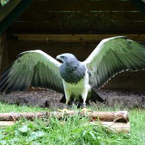Blaubussard Cato Falknerei am Rennsteig Foto:meerpixel