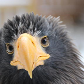 Riesenseeadler Rasputin Foto: Lisa Schubach