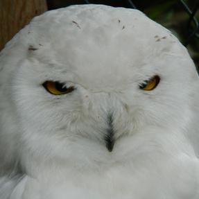 Schneeeule Hedwig