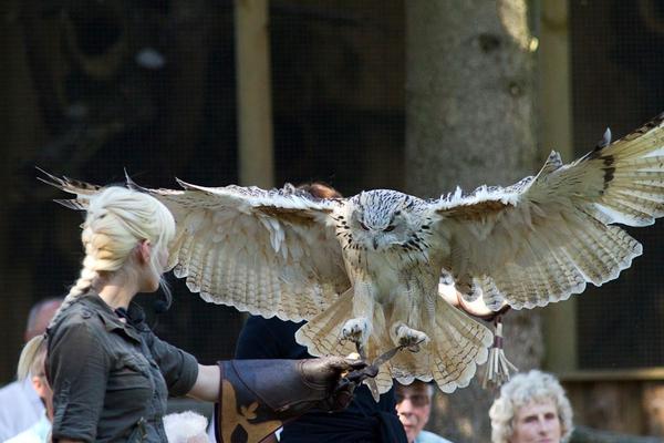 Falknerei am Rennsteig