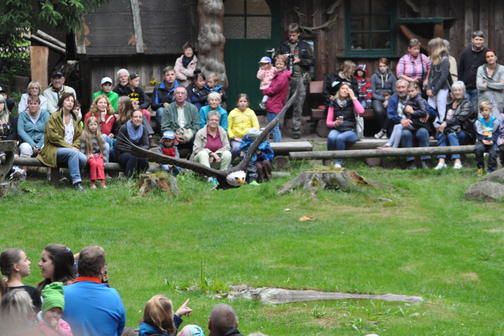 Flugshow der Falknerei am Rennsteig