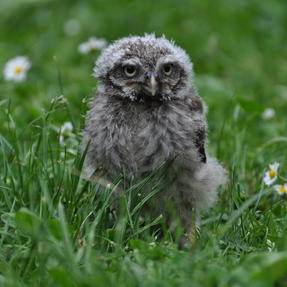 Steinkauz Kobold wenige Monate alt (von 2019) Foto Matthias Günscht