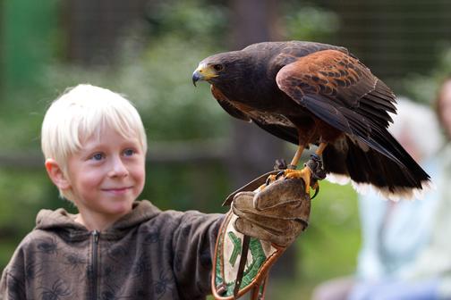 Flugshow der Falknerei am Rennsteig