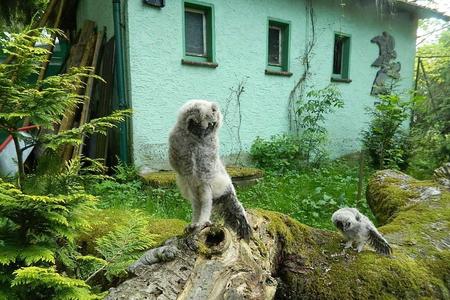 zwei Waldohreulen auf altem modrigem Ast