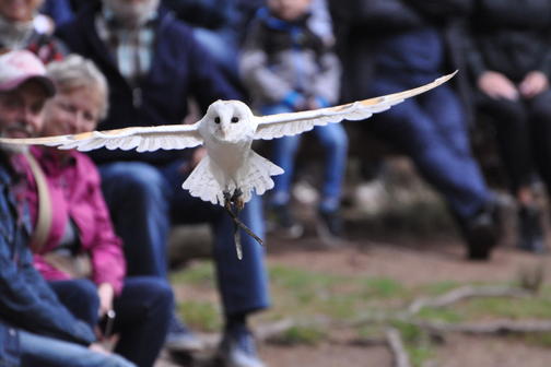 Flugshow der Falknerei am Rennsteig