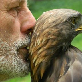 Steinadler Babsi und Falkner Ralf Schubach