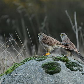 Turmfalken Max und Moritz