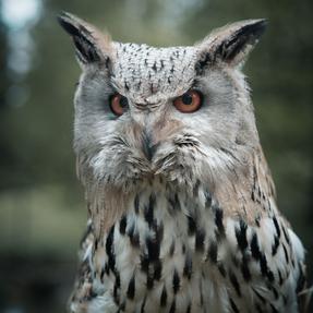 Sibirischer Uhu Bubu (KIKA Baumhaus) Foto: Jassi Schweitzer