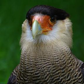 Schopfkarakara Punky