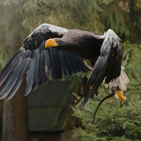 Riesenseeadler Rasputin in der Flugshow Falknerei am Rennsteig Foto: Jassi Schweitzer