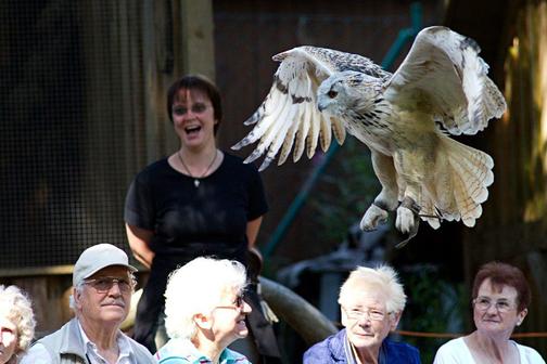 Flugshow der Falknerei am Rennsteig