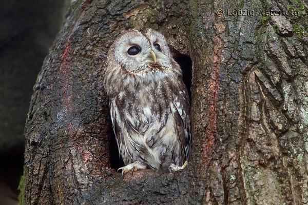 Eule von vorne im Baum