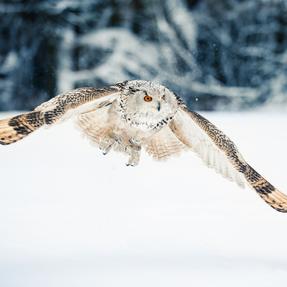 Sibirischer Uhu Bubu