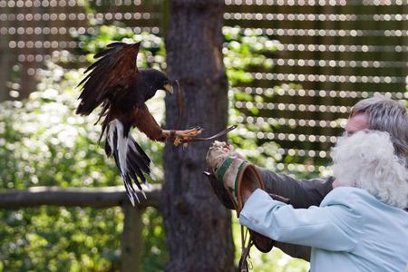 Gast und Greif im Anflug