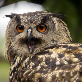 Europäischer Uhu Paula