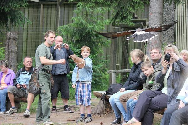Flugshow - Greifvogel im Anflug und Publikum